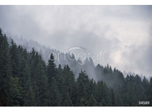 Фотообои Ortograf 34589 Foggy forest - фото (1)