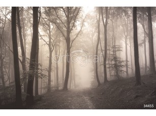 Фотообои Ortograf 34455 Тропинка в туманном лесу - фото (1)