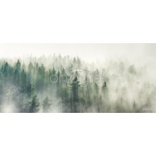 Фотообои Ortograf 34456 Туманный лес