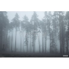 Фотообои Ortograf 34458 Foggy forest