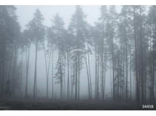 Фотообои Ortograf 34458 Foggy forest - фото (1)