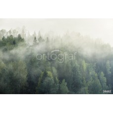 Фотообои Ortograf 34462 Туман над лесом