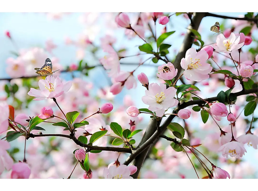 Фотообои «Яблони в цвету»