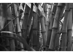 Фреска «Бамбук в черно-белом исполнении»