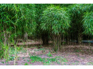 Фреска «Бамбуковые заросли фотография зелени» - фото (1)
