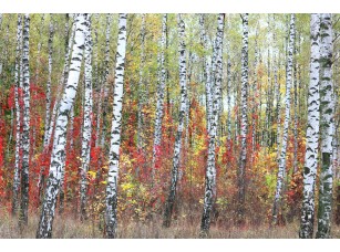 Фреска «Красные кусты у берез» - фото (1)