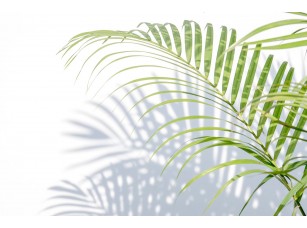 Фреска «Тень от пальмы»