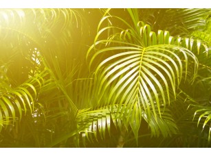 Фреска «Пальмовые листья в солнце» - фото (1)