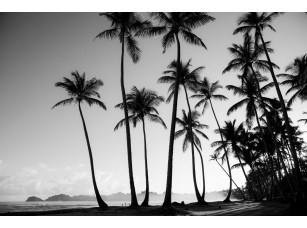 Фреска «Черно-белый снимок пальм» - фото (1)