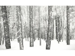 Фотообои «Сосновый лес в снегу»