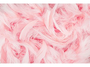 Фотообои «Розовые перья»