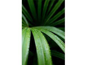 Фотообои «Макросъемка листа пальмы»