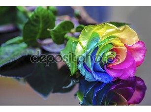 Фотообои «радужная роза отражения» - фото (1)