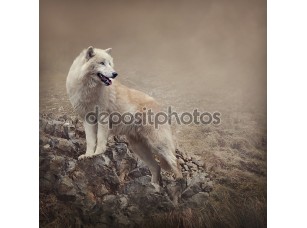 Фотообои «White wolf» - фото (1)