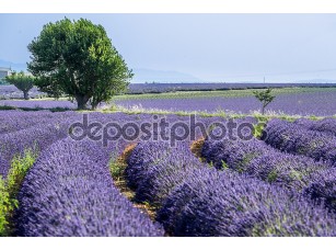 Фотообои «Lavander provence» - фото (1)