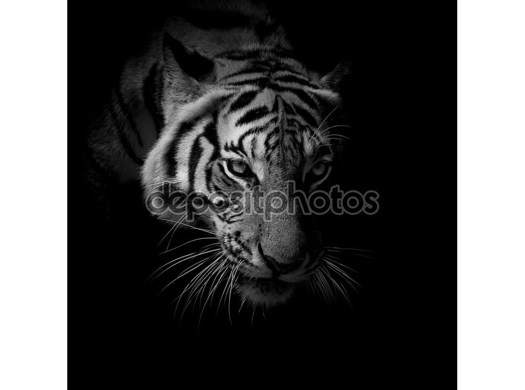 Тигры Крупным Планом Фото