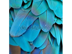 Фотообои «синий и Золотой Ара перья» - фото (1)