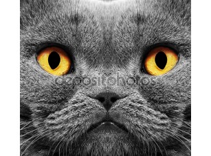Фотообои «Кот британский короткие волосы» - фото (1)