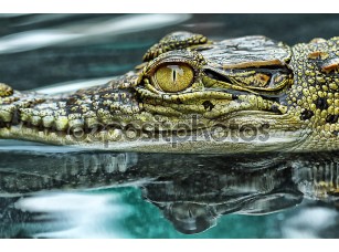 Фотообои «макро-фотография глаза крокодила»