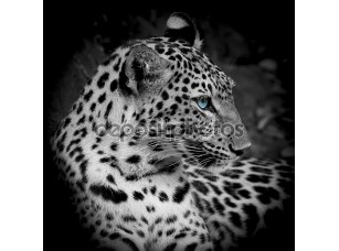 Фотообои «Leopard portrait» - фото (1)