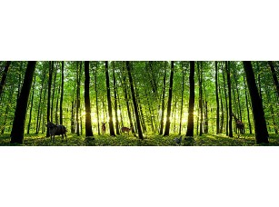 Фотообои «Звери в утреннем лесу» - фото (1)