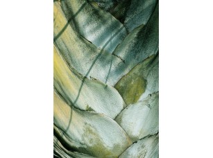 Фотообои Faktura Пальма текстура 18803 - фото (1)