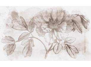 Фотообои Floreale Peony Moutan 18651