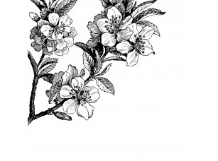 Фотообои Floreale 52 Яблоневые цветы интерьер 18666 - фото (1)