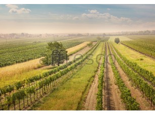 Фреска Бескрайние виноградники, арт. ID12105 - фото (1)