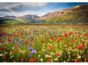 Фреска Долина с цветами, арт. ID13456 - фото (1)