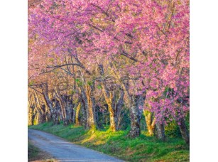 Фреска Розовый сад, арт. ID13403 - фото (1)