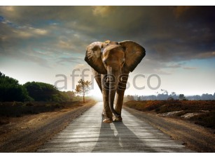 Фреска Животные, африканский слон | арт. ID10758 - фото (1)