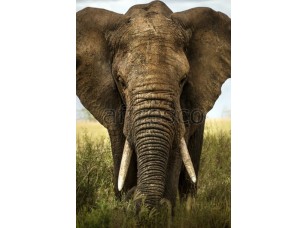 Фреска Животные, большой африканский слон | арт. ID13104 - фото (1)