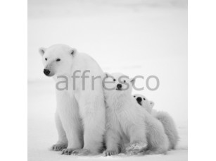 Фреска Белые медведи, арт. ID13538 - фото (1)