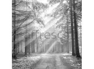 Фреска Тропинка в сосновом лесу, арт. ID12365 - фото (1)