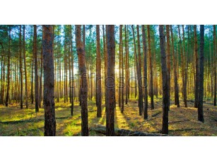 Фреска Сосновый лес, арт. ID10863 - фото (1)