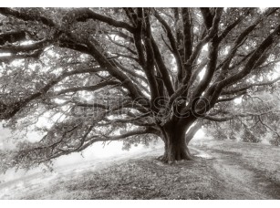 Фреска Многовековое дерево, арт. ID12494 - фото (1)