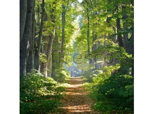 Фреска Солнечная тропинка в лесу, арт. ID13476 - фото (1)