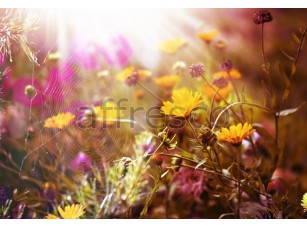 Фреска Паутина полевые цветы, арт. ID11659 - фото (1)