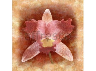 Фреска Распустившийся цветок орхидеи, арт. ID135581 - фото (1)