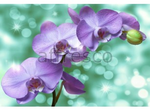 Фреска Капля воды на ветке орхидеи, арт. 7213 - фото (1)