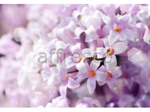 Фреска Макросъемка белые цветки, арт. ID11840 - фото (1)