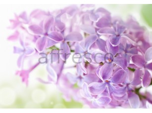 Фреска Фиолетовая сирень, арт. ID11838 - фото (1)