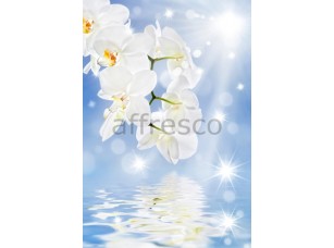 Фреска Отражение белой ветки орхидеи, арт. ID11769 - фото (1)