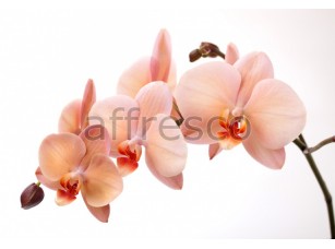 Фреска Ветка нежной орхидеи, арт. 7224 - фото (1)