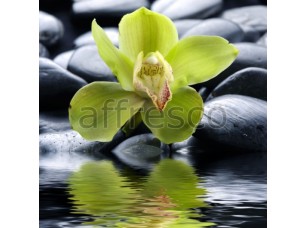 Фреска Цветок орхидеи камни, арт. ID11764 - фото (1)