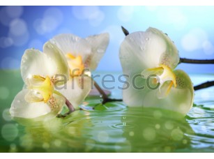 Фреска Орхидея в воде, арт. ID11746 - фото (1)