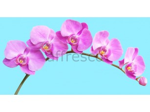 Фреска Ветка орхидеи, арт. 7196 - фото (1)