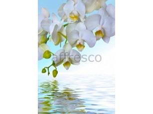 Фреска Ветка белой орхидеи над водой, арт. 7225 - фото (1)