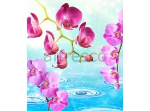 Фреска Орхидеи капли воды, арт. ID13227 - фото (1)